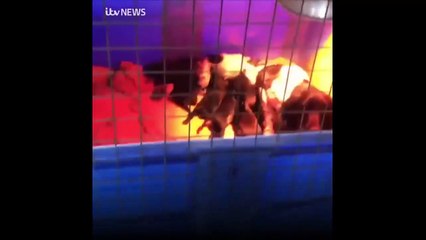 రూ.40 లక్షల విలువైన కుక్కల చోరీ