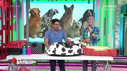 ¿Es normal que mi perro coma tierra y qué podemos hacer para evitarlo?