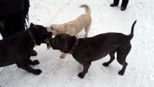 Cane Corso and the Golden Retriever, tug of war