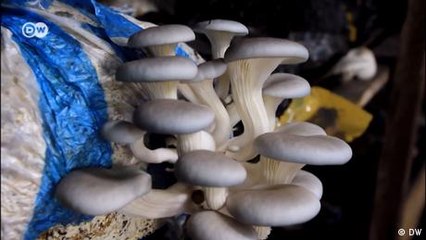 DR Congo: Mushrooms made of plant waste