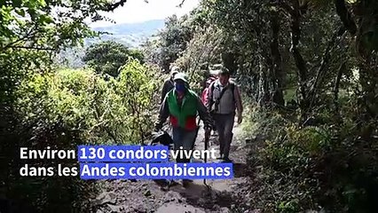Les scientifiques et les Kokonuko s'unissent pour sauver les condors de Colombie