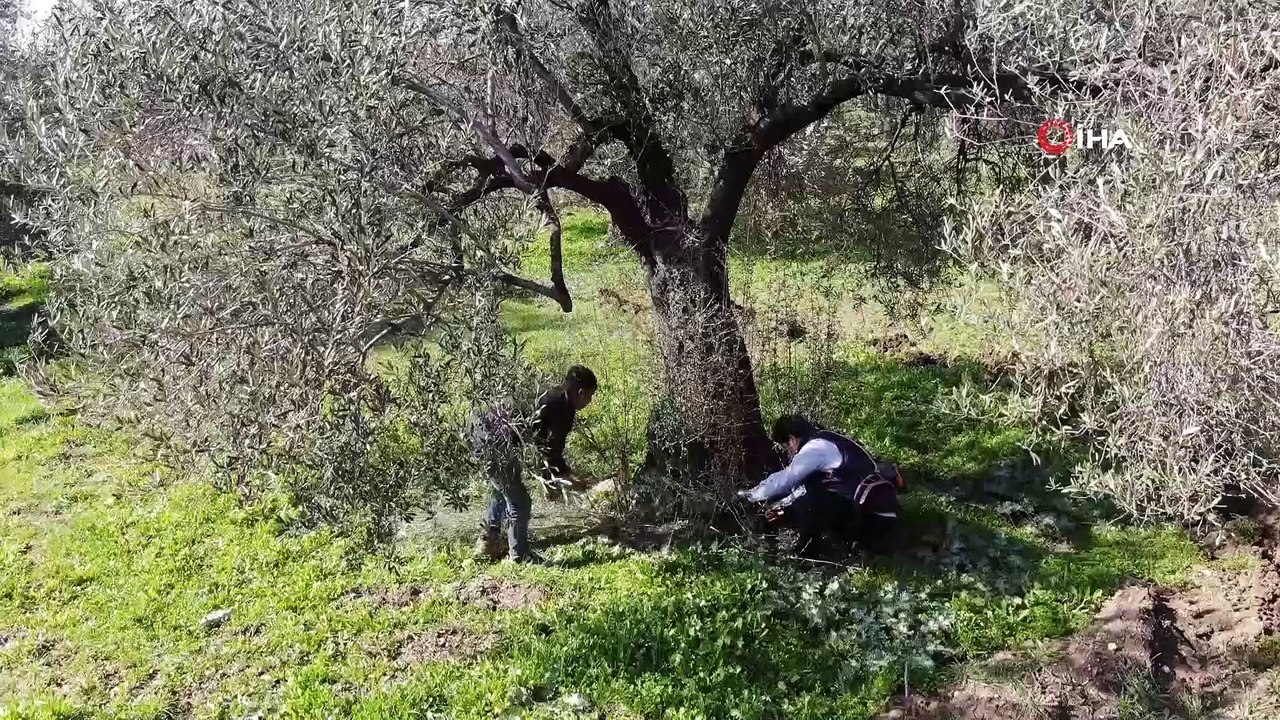 Zeytin ağaçlarında budama mevsimi başladı