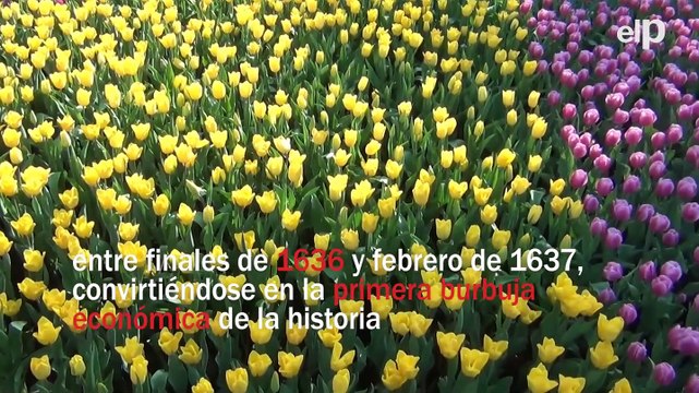 La historia que se esconde detrás de la Tulipomanía, la primera gran burbuja económica