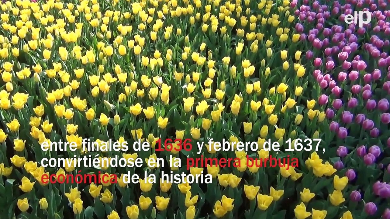 La historia que se esconde detrás de la Tulipomanía, la primera gran burbuja económica