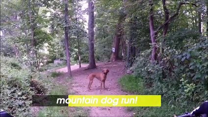 Mountain Biking with a Dog Is Something You Have to See to Believe