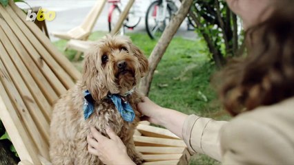 Dog Owners Kiss Their Pooch More Than Their Significant Other