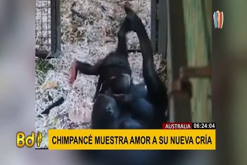 Australia: mamá chimpancé conmueve al protagonizar tiernas escenas con su cría