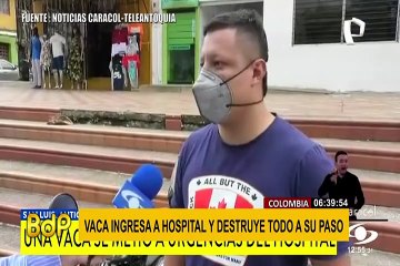 Vaca furiosa desata caos en pueblo de Colombia