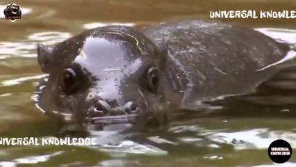 आखिर क्या हे  UNIVERSAL KNOWLEDGE HINDI |आपको इसमें क्या देखने को मिलेगा | #1 CHANNEL INTRO VIDEO