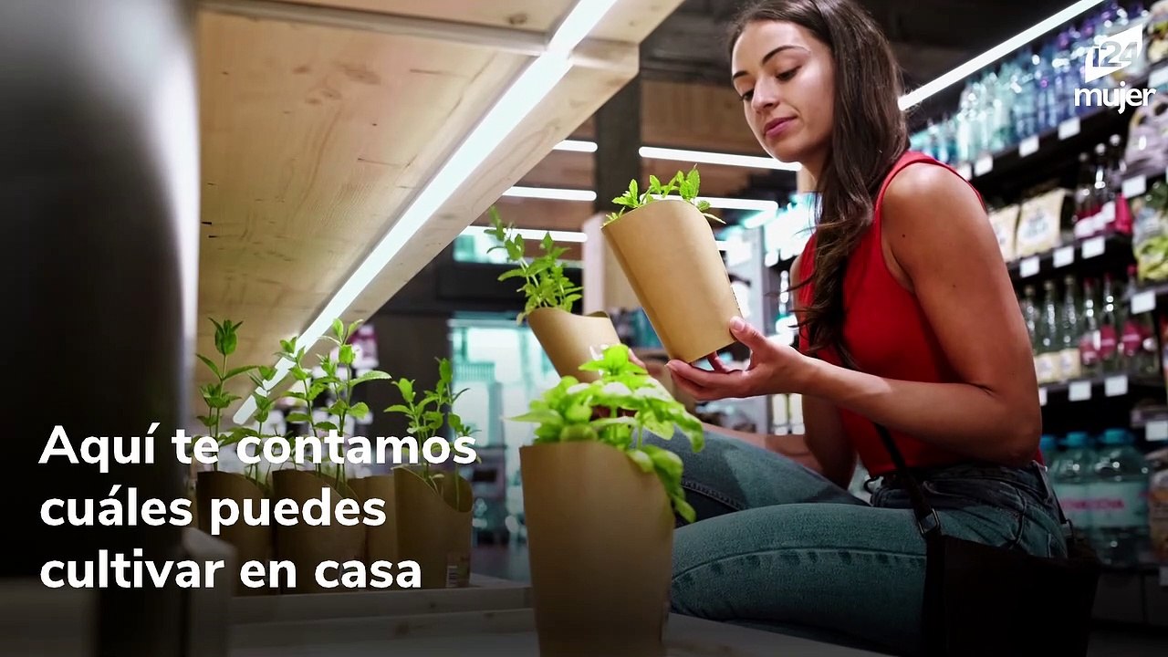 Plantas para infusiones que puedes cultivar en casa