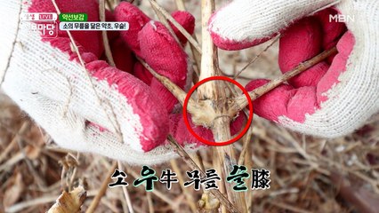 벌나무 가지 다듬는 방법!(ง˙∇˙)ว