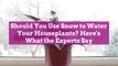 Should You Use Snow to Water Your Houseplants? Here's What the Experts Say