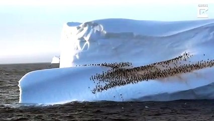 Des centaines de pingouins se relaxent sur cet iceberg