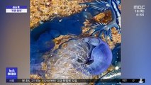 [이슈톡] 푸른 바다생물 총출동한 호주 해변