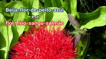 Beija-flor-de-peito-azul e a flor Lírio-sangu-salmão