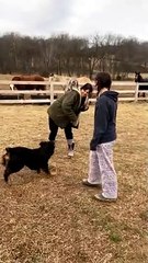 Lemur and Doggies Play Monkey in the Middle