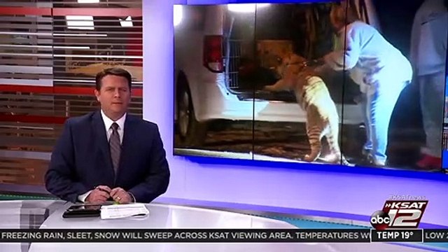 ضبط نمر بشكل غير قانوني في منزل بمدينة تكساس