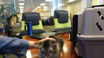 مهندس ينشئ تطبيقًا يترجم أصوات القطط إلى كلمات يفهمها البشر