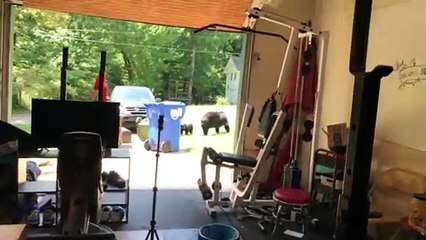 Bear Family Admires Garage Gym Setup
