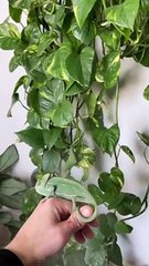 Pet Chameleon Climbs up Golden Pothos