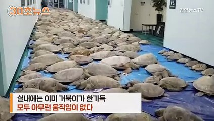 [30초뉴스] 너무 추워 기절한 거북이들…텍사스 덮친 한파 탓