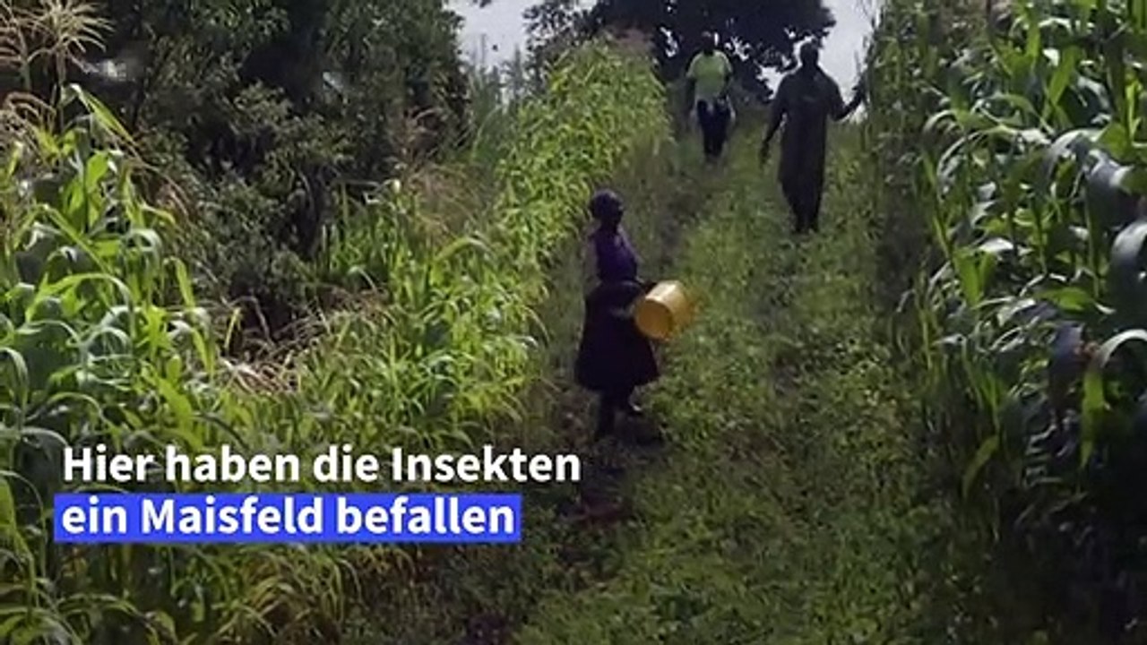 Kampf gegen die Heuschreckenplage in Kenia