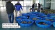 Thousands of 'cold-stunned' sea turtles rescued from frigid waters in Texas