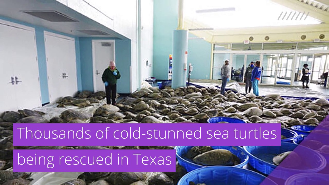 Thousands of cold-stunned sea turtles being rescued in Texas, and other top stories in strange news from February 18, 2021.