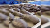 - Texas'ta donmak üzere olan 3 bin 500'den fazla deniz kaplumbağası kurtarıldı