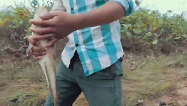 Viral Catching Catfish In Dry Lake Enjoy Catching A Lot Of Fish | CreativeVilla.