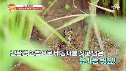 100% 유기농 볏짚만 먹는 '미식가' 소가 있다?!