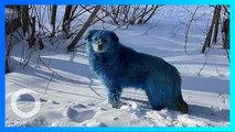 Smurf dog: Sekelompok anjing liar berbulu biru ditemukan dekat pabrik terlantar - TomoNews