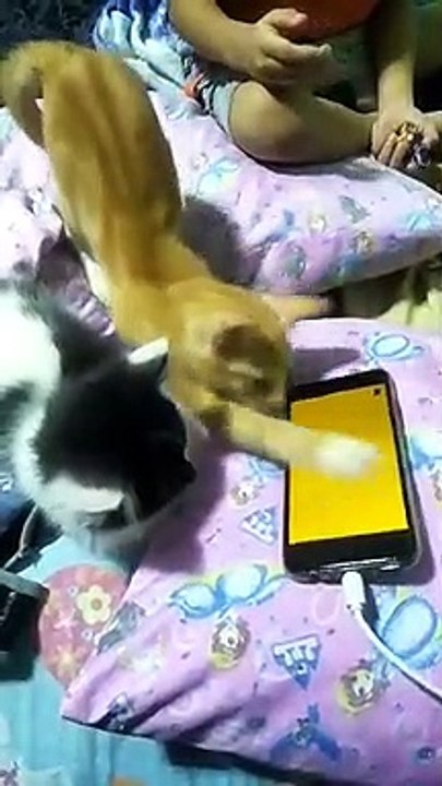 Annoying Cat