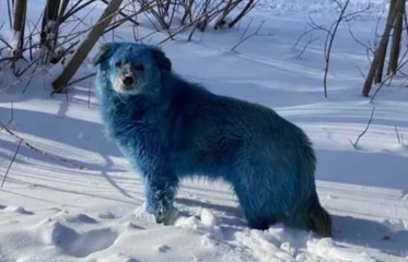 Le mystère des chiens bleus aperçus en russie