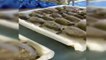 Texas'ta donmak üzere olan 3 bin 500'den fazla deniz kaplumbağası kurtarıldı