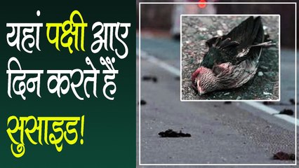 भारत के इस राज्य में है वो रहस्यमय घाटी, जहां पक्षी आए दिन करते हैं सुसाइड! वैज्ञानिक भी हैरान
