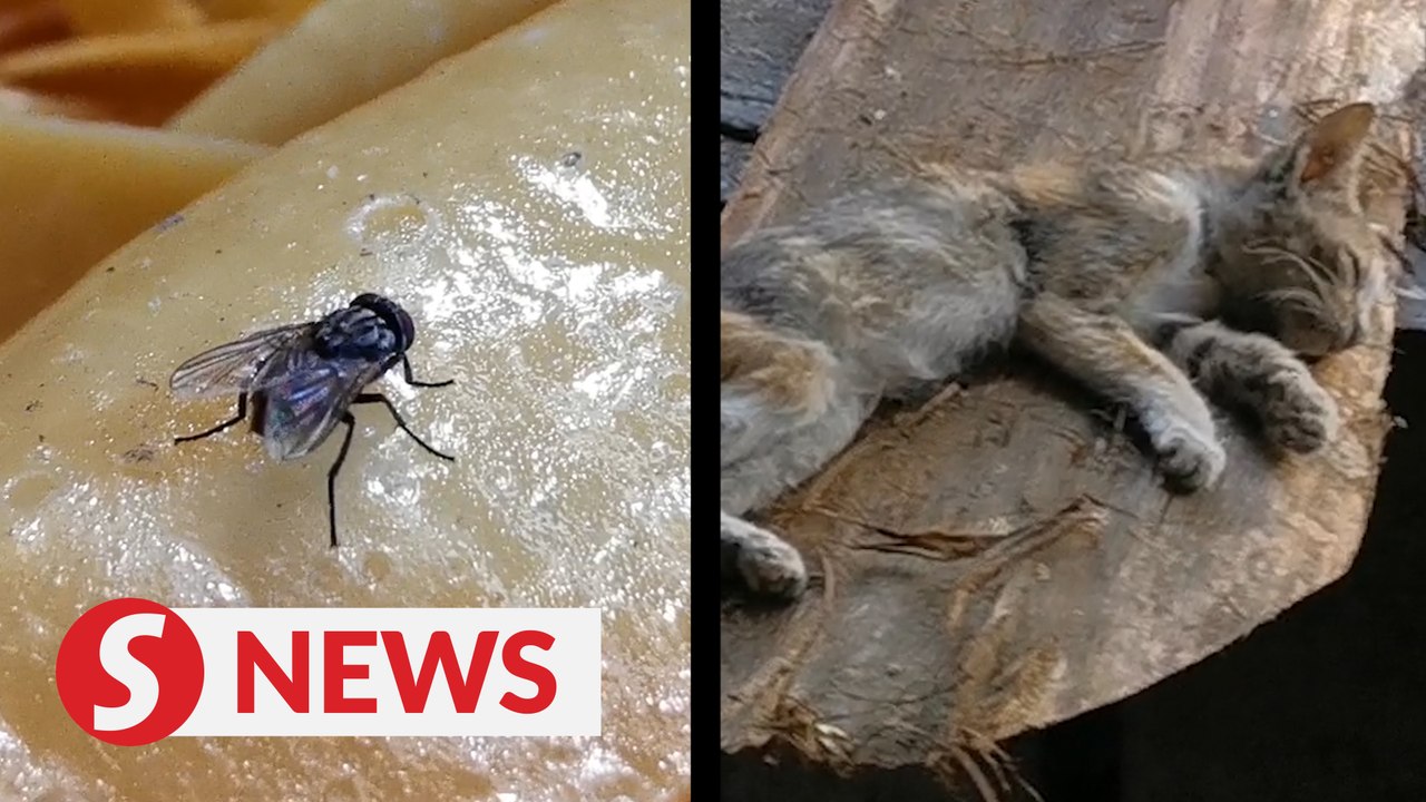 Dead kitten, flies greet health inspectors at illegal foo chuk factory