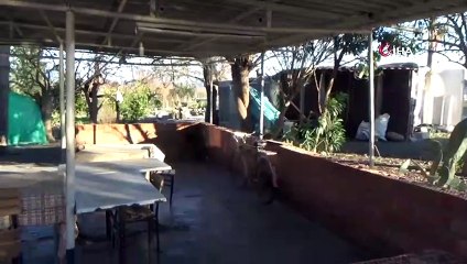 Köyceğiz'de kıraathaneye kumar baskını