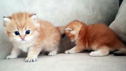 Cute and Funny Cat Videos to Keep You Smiling 2021