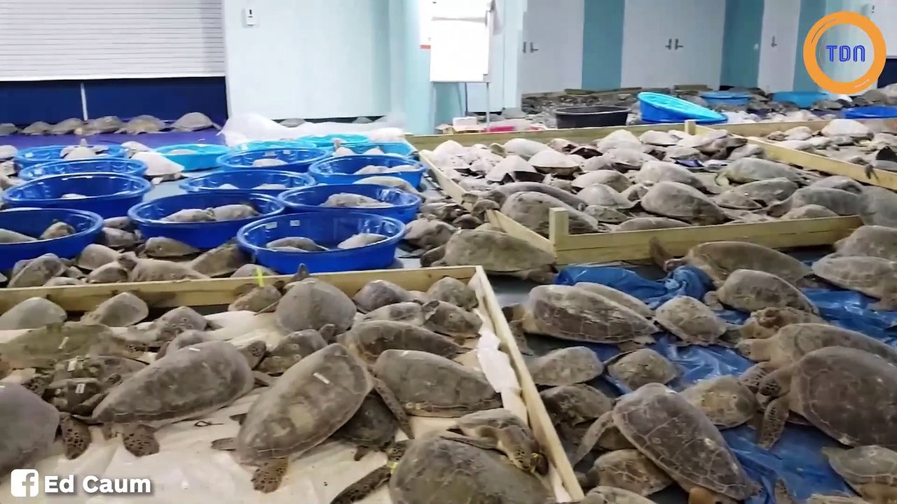 Incroyable sauvetage de tortues pendant que les vagues de froid déferlent encore au Texas