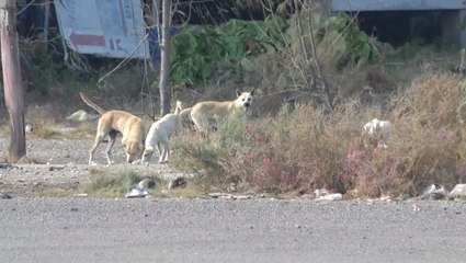 สุนัข 20 ตัว รุมขย้ำนักท่องเที่ยว