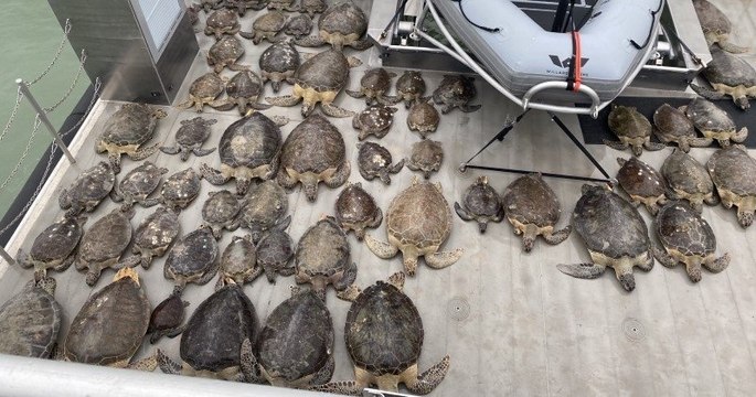 Étourdies par le froid, plus de 2 500 tortues marines ont été sauvées des températures glaciales au Texas