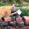 Funniest Cats  - Don't try to hold back Laughter  - Funny Cats Life (1)