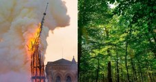 La flèche de la cathédrale Notre-Dame de Paris va renaître de ses cendres, grâce à des chênes centenaires