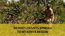 Desert locusts spread to Mt Kenya region