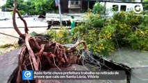 Após forte chuva prefeitura trabalha na retirada de árvore que caiu em Santa Lúcia, Vitória