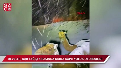 Suudi Arabistan'da karın üzerine çöken develer böyle görüntülendi