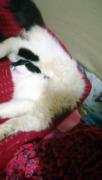 My, Cat