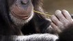 Why Are Monkeys So Naughty | A2 Motivation,Getsetfly Flearn,Getsetfly Fact,Facts | Getsetfly Gyan