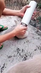 Toad Chasing Kitty Gets Caught in Thermos